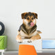 mixed breed dog (shepherd,husky,rottweiler) sticking out tongue Wall Decal