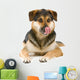 mixed breed dog (shepherd,husky,rottweiler) sticking out tongue Wall Decal