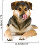 mixed breed dog (shepherd,husky,rottweiler) sticking out tongue Wall Decal
