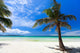 Tropical Paradise