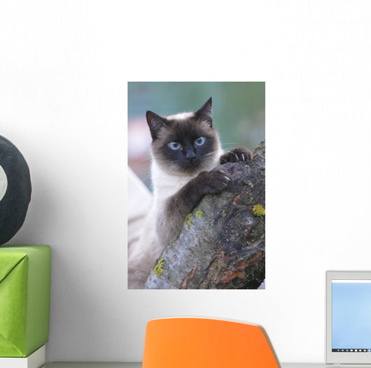 SIAMESE, THAI. Wall Mural