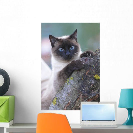 SIAMESE, THAI. Wall Mural
