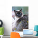 SIAMESE, THAI. Wall Mural