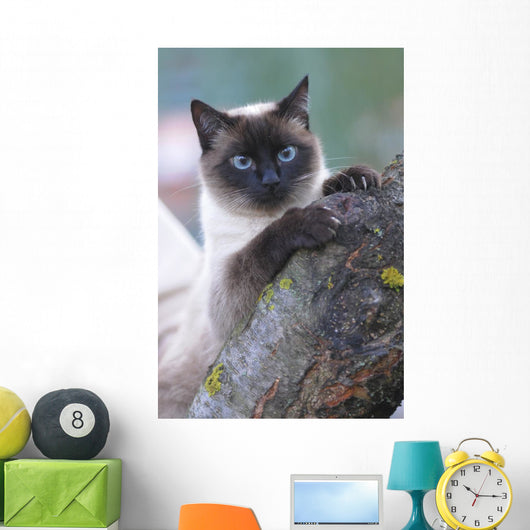 SIAMESE, THAI. Wall Mural