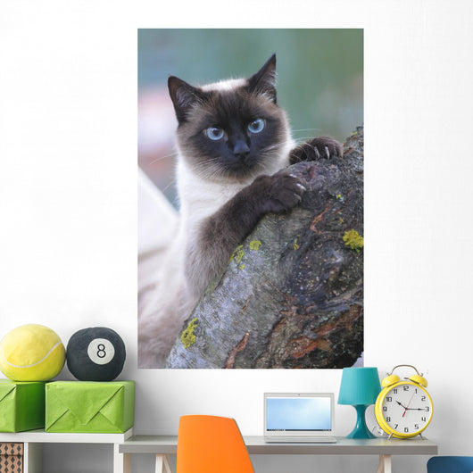 SIAMESE, THAI. Wall Mural