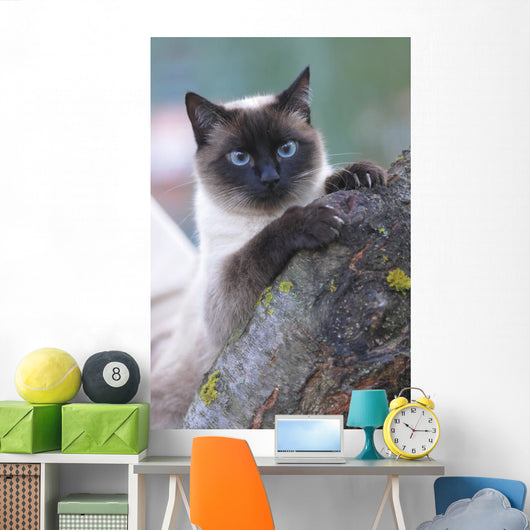 SIAMESE, THAI. Wall Mural