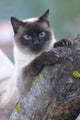SIAMESE, THAI. Wall Mural