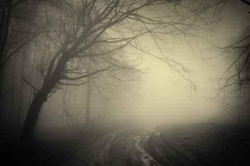 Road through Dark Forest Wall Decal
