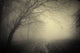 Road through Dark Forest Wall Decal
