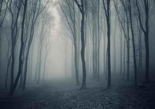 Elegant Forest with Fog Wall Decal