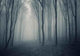 Elegant Forest with Fog Wall Decal
