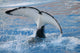 Orca Wall Mural