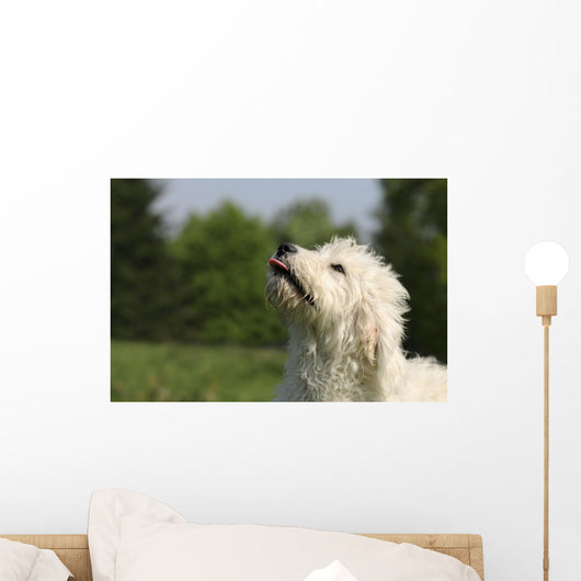 Kopf Vom Goldendoodle Wall Mural