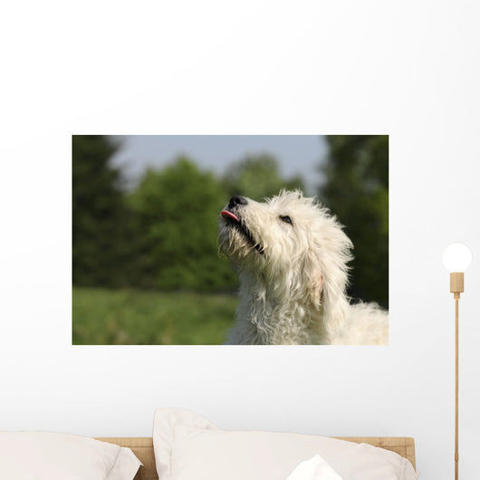 Kopf Vom Goldendoodle Wall Mural