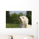 Kopf Vom Goldendoodle Wall Mural