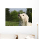 Kopf Vom Goldendoodle Wall Mural