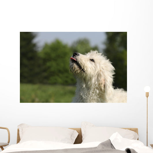 Kopf Vom Goldendoodle Wall Mural