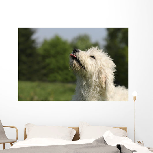 Kopf Vom Goldendoodle Wall Mural