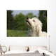 Kopf Vom Goldendoodle Wall Mural