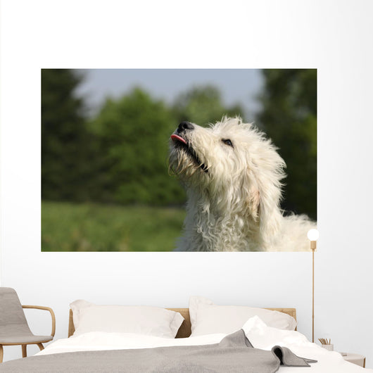 Kopf Vom Goldendoodle Wall Mural
