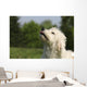 Kopf Vom Goldendoodle Wall Mural