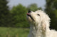 Kopf Vom Goldendoodle Wall Mural
