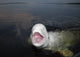 Talkative Beluga Whale Wall Decal
