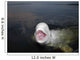 Talkative Beluga Whale Wall Decal