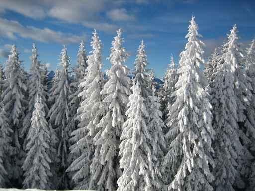 Baume im Winter Wall Decal
