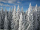 Baume im Winter Wall Decal