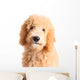 Goldendoodle Puppy Wall Decal