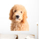 Goldendoodle Puppy Wall Decal