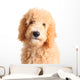 Goldendoodle Puppy Wall Decal