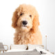 Goldendoodle Puppy Wall Decal