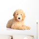 Golden doodle puppy Wall Decal
