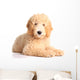 Golden doodle puppy Wall Decal