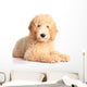 Golden doodle puppy Wall Decal