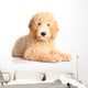 Golden doodle puppy Wall Decal