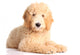 Golden doodle puppy Wall Decal