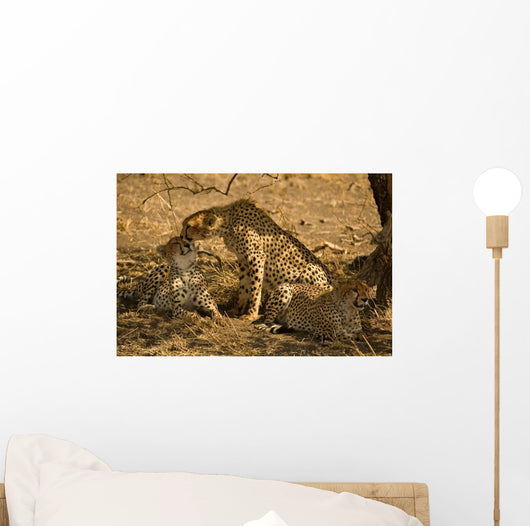 Cheetahs Wall Mural