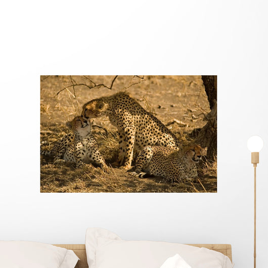 Cheetahs Wall Mural