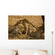 Cheetahs Wall Mural