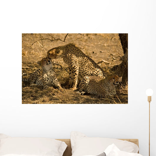 Cheetahs Wall Mural