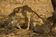 Cheetahs Wall Mural