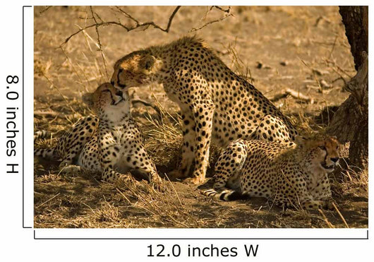 Cheetahs Wall Mural