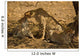 Cheetahs Wall Mural