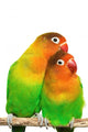 Pair Little Lovebirds Wall Decal