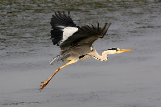 Flight Heron Wall Mural