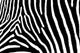 Zebra Art Wall Mural