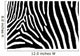Zebra Art Wall Mural